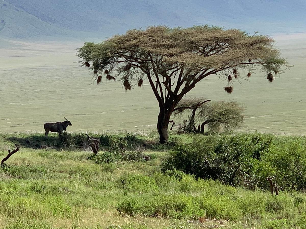 Zawadi Camp Hotell Serengeti Eksteriør bilde